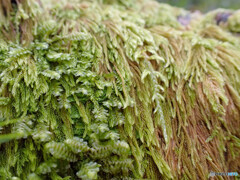 ミヤマチリメンゴケ等