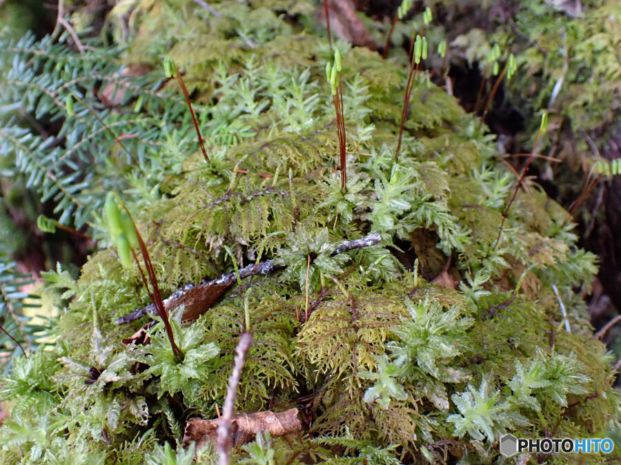 イワダレゴケとムツデチョウチンゴケ