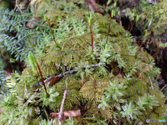 イワダレゴケとムツデチョウチンゴケ
