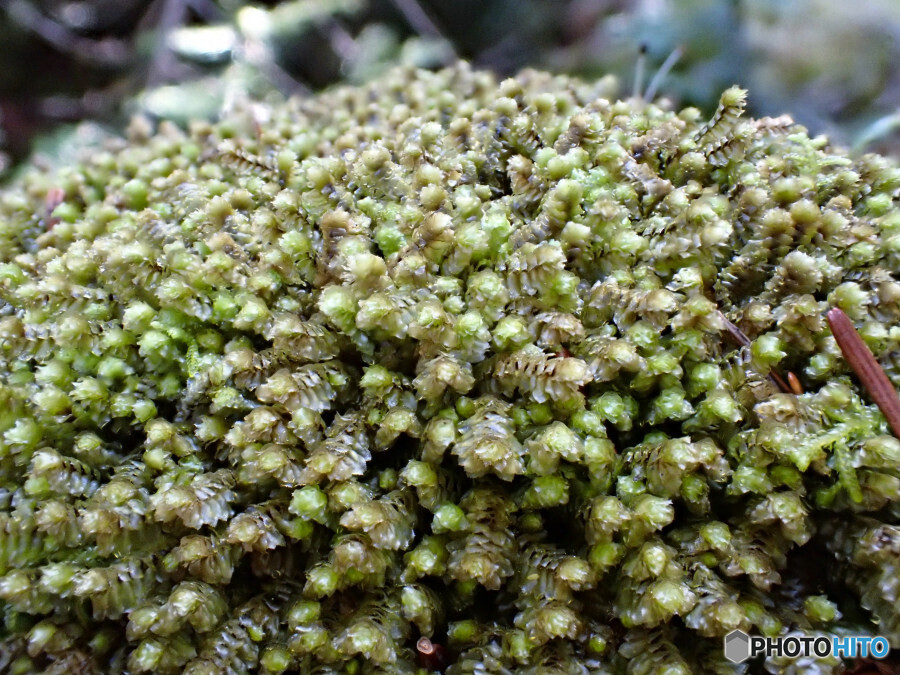 キヒシャクゴケ