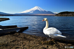 白鳥と富士