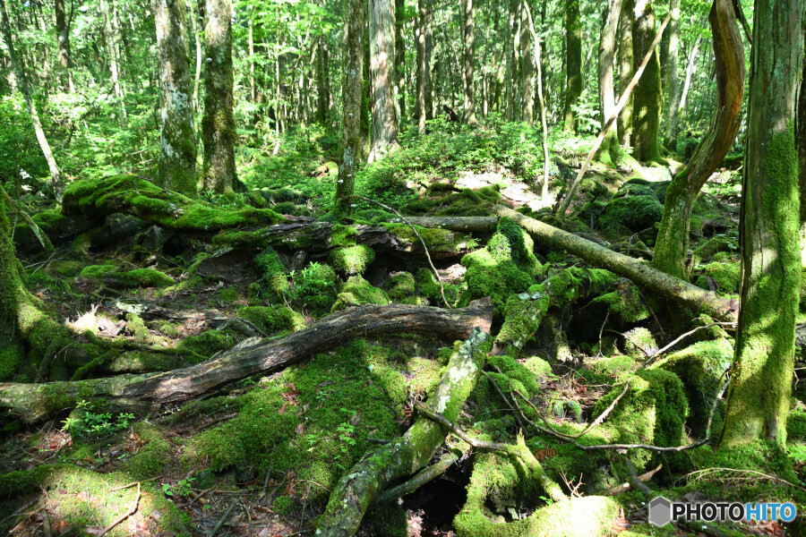 遊歩道からの樹海内の様子