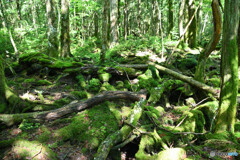 遊歩道からの樹海内の様子
