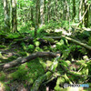 遊歩道からの樹海内の様子