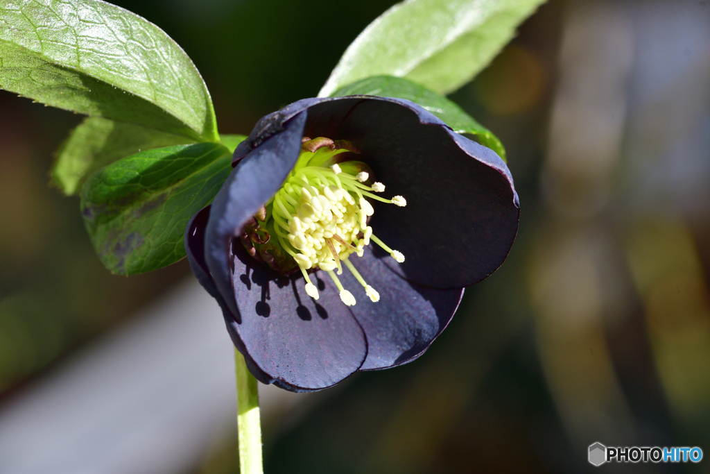 クリスマスローズ ブラックパール