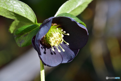 クリスマスローズ ブラックパール