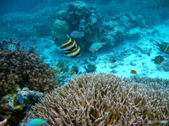 サンゴ礁と熱帯魚