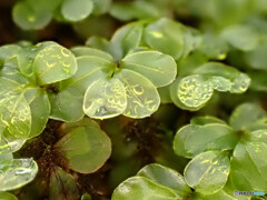 チョウチンゴケの仲間か？