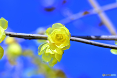 我が家の蝋梅は花盛り（3）