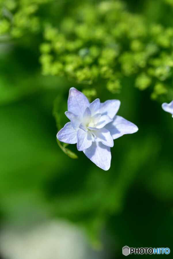 近所の紫陽花