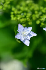 近所の紫陽花