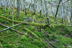 苔一面の山の斜面