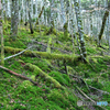 苔一面の山の斜面