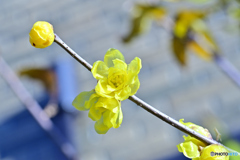 我が家の蝋梅は花盛り（1）