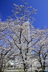 みなとみらいの春-1
