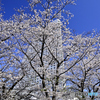 みなとみらいの春-1