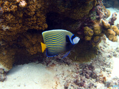 タテジマキンチャクダイの若魚