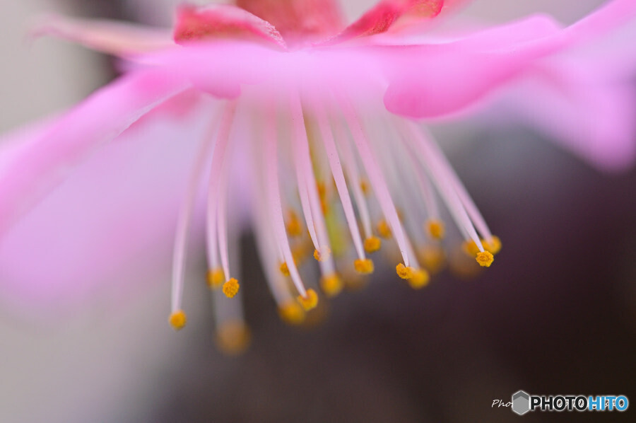 河津桜