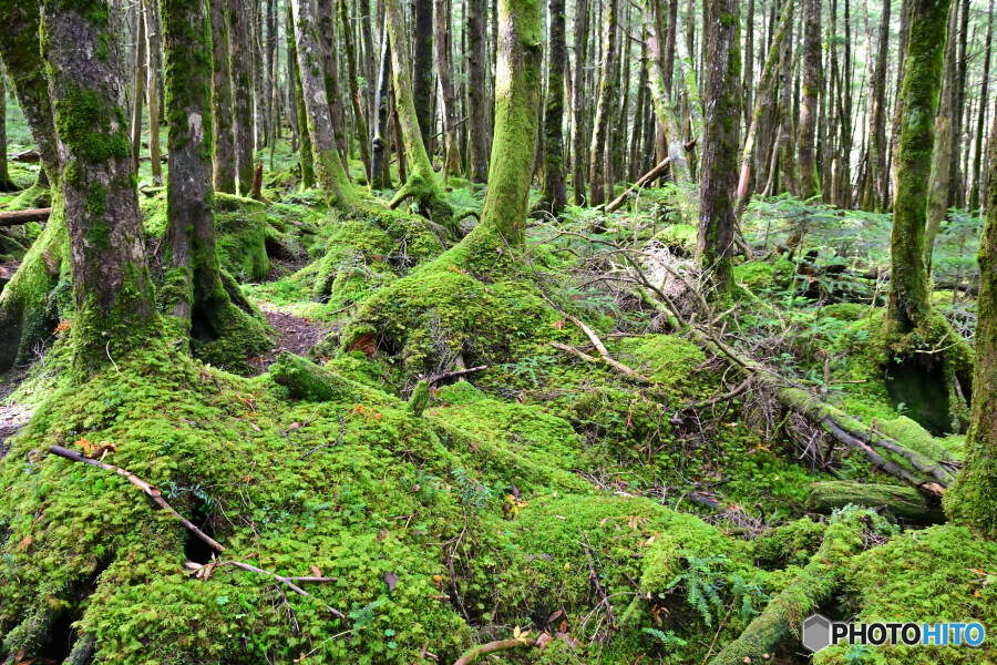苔むす丸山の森付近