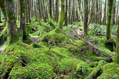 苔むす丸山の森付近