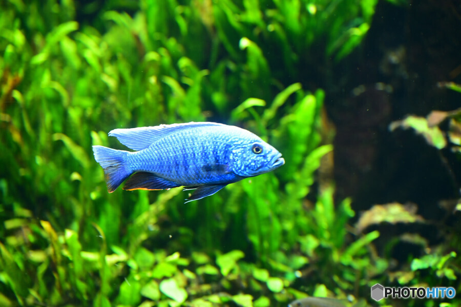 DMMかりゆし水族館