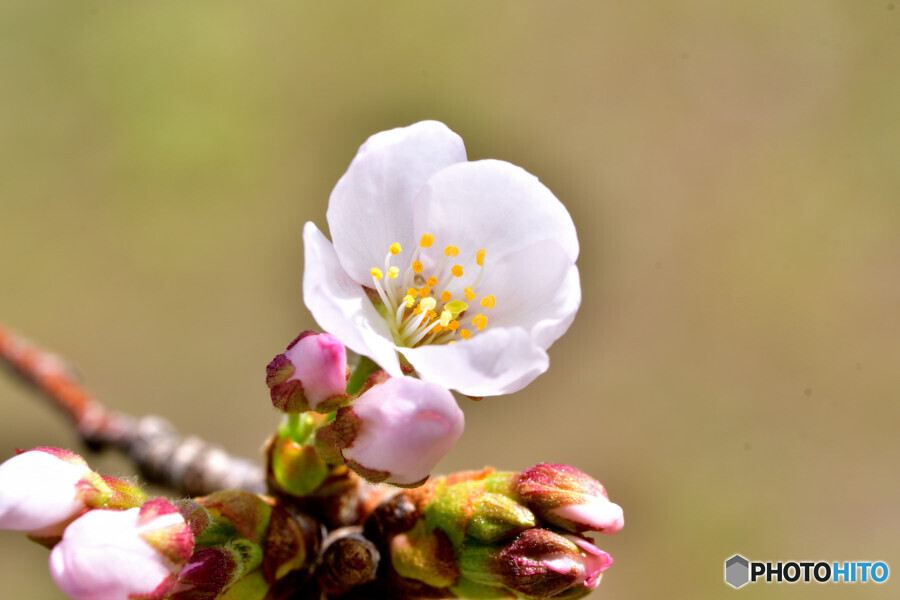 近所の桜