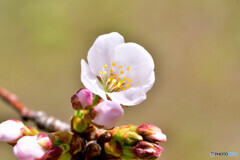 近所の桜