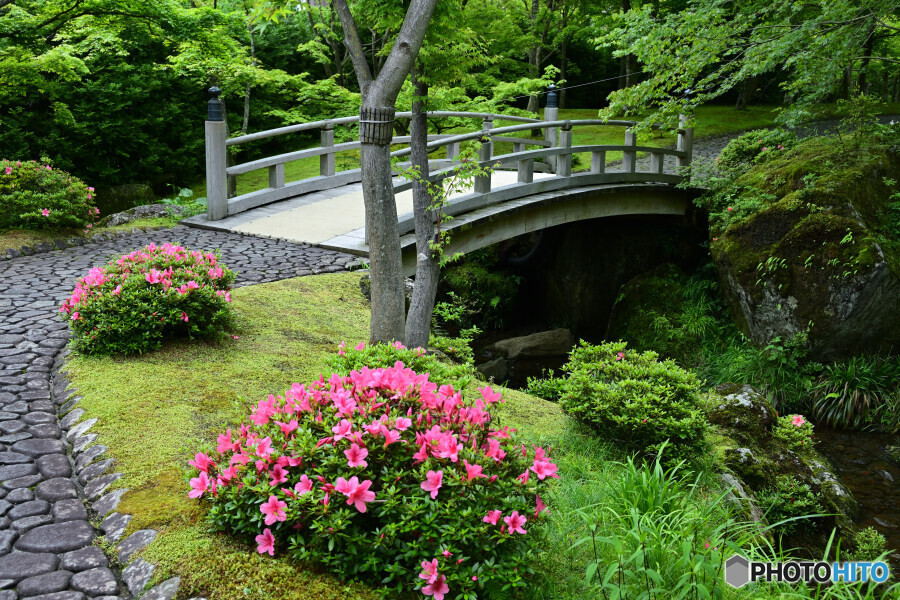 サツキ咲く苔庭
