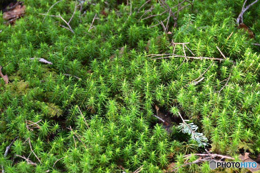 スギゴケの仲間