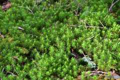 スギゴケの仲間