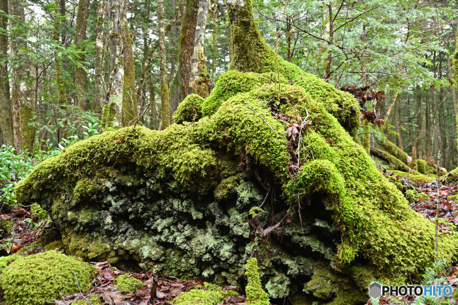 苔むす溶岩