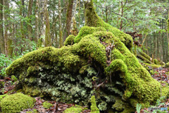 苔むす溶岩