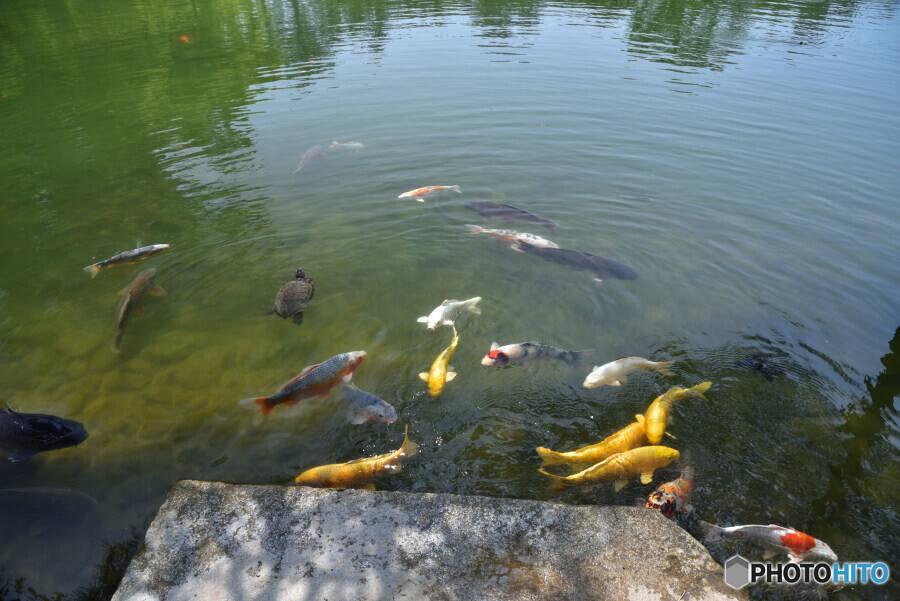 栗林公園にて