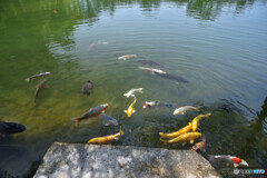 栗林公園にて