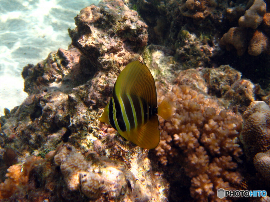 ヒレナガハギの幼魚