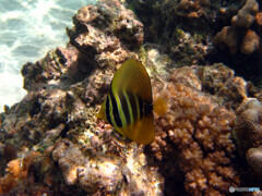 ヒレナガハギの幼魚