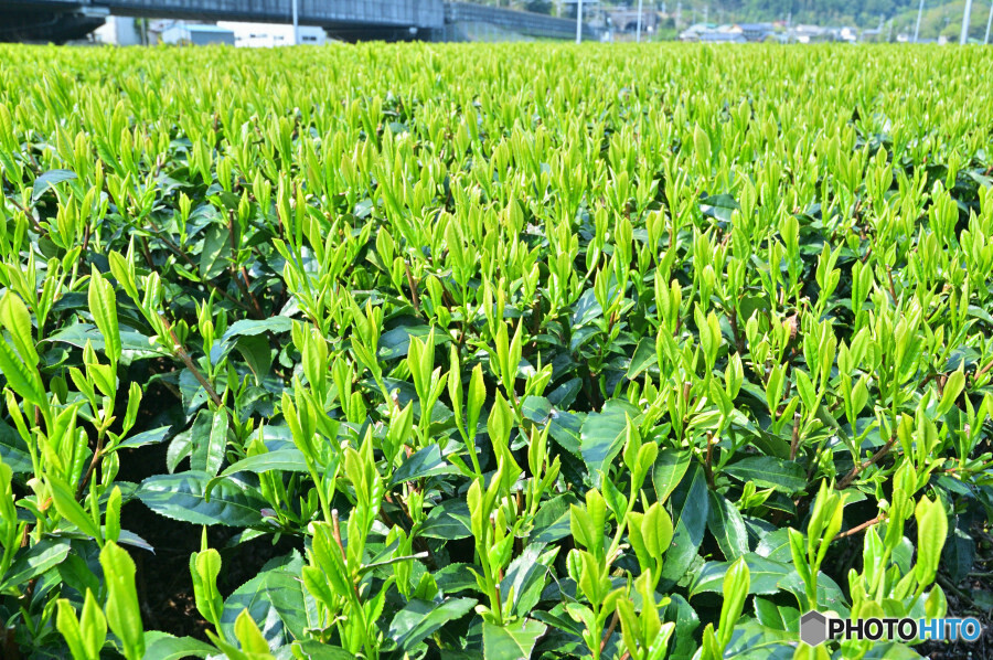 静岡牧之原茶の茶畑