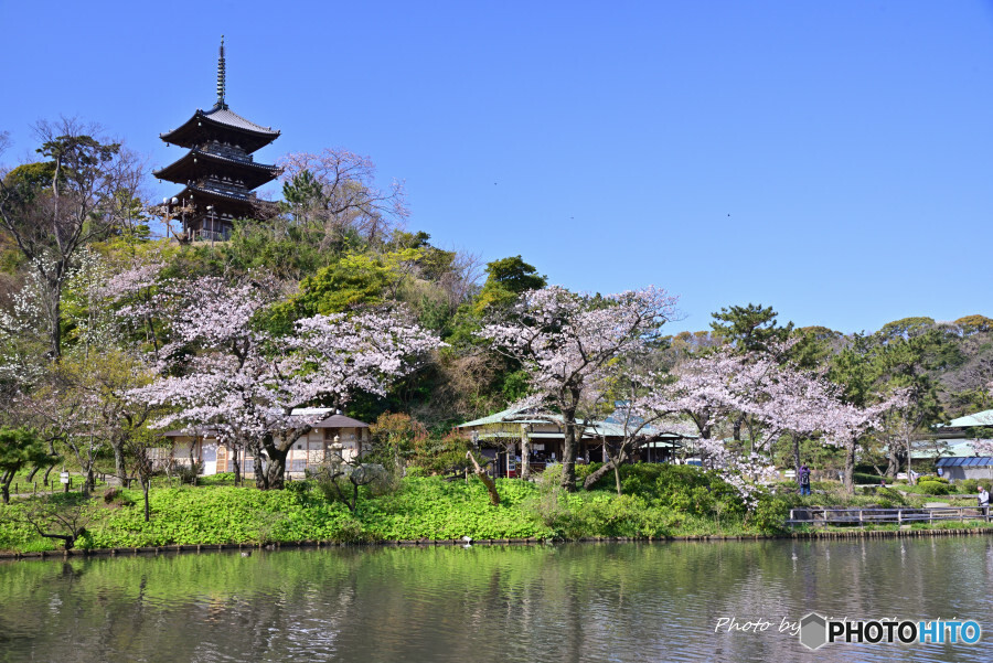 春の横浜三渓園