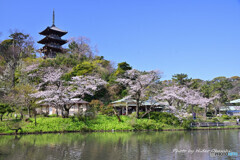 春の横浜三渓園