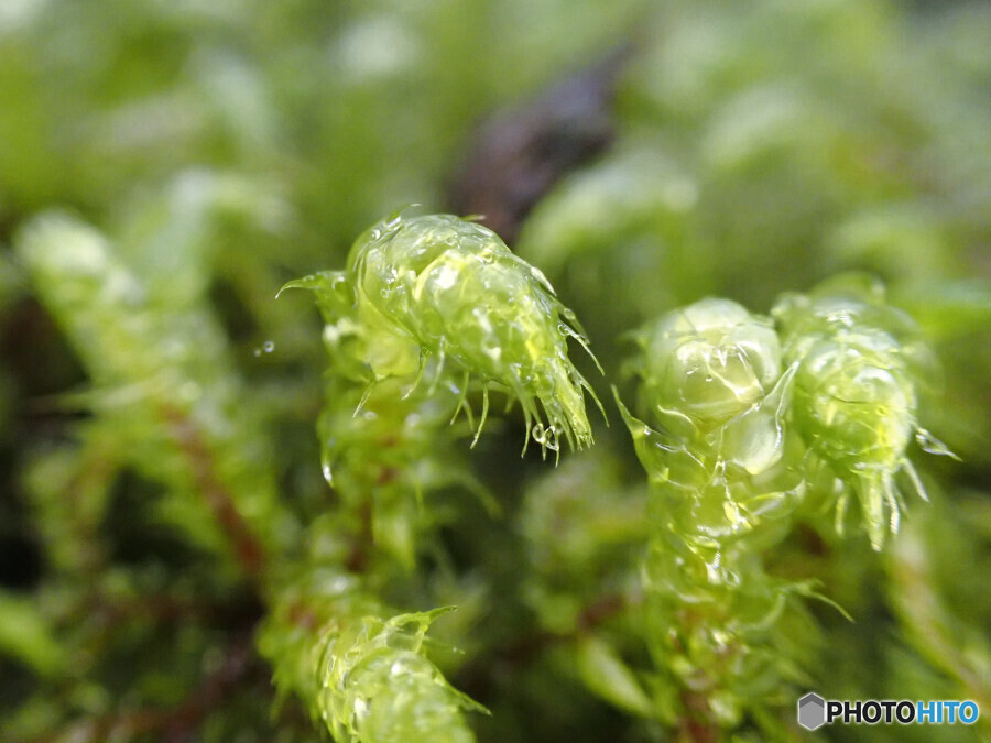 フトリュウビゴケ