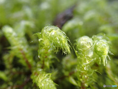 フトリュウビゴケ