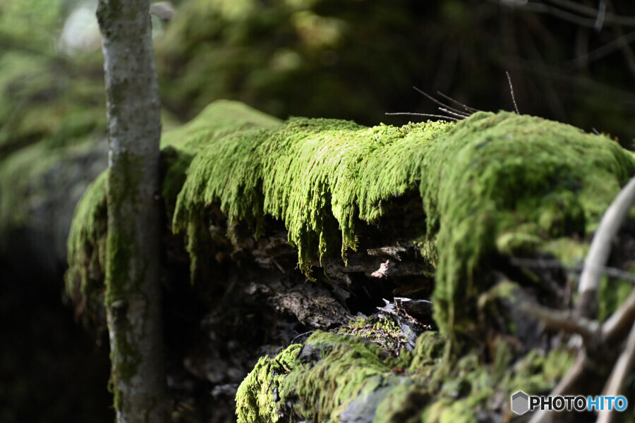 ミヤマチリメンゴケ