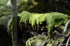 ミヤマチリメンゴケ