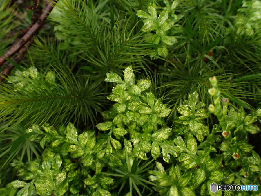 チョウチンゴケの仲間か？