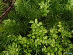 チョウチンゴケの仲間か？