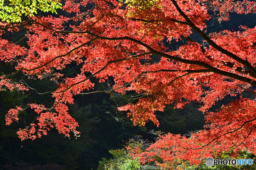 昇仙峡の紅葉