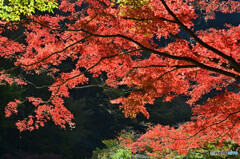 昇仙峡の紅葉