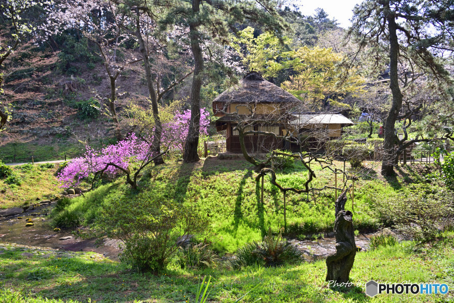 春の三渓園