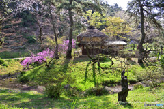 春の三渓園