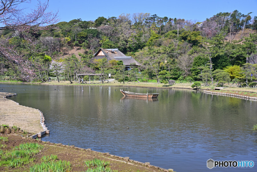 春の横浜三渓園にて